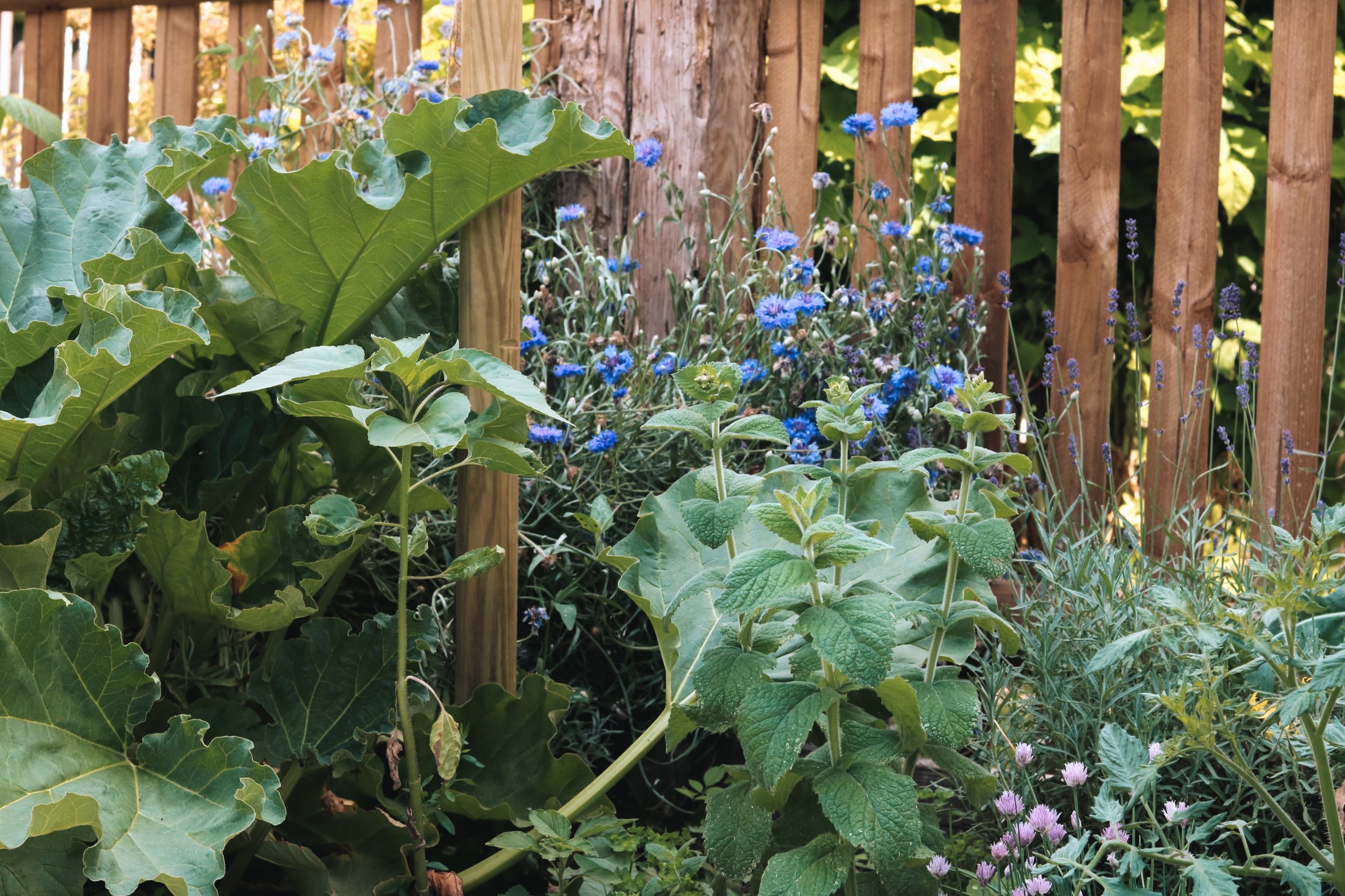 Nutzpflanzen für den Landhausgarten Diese Pflanzen