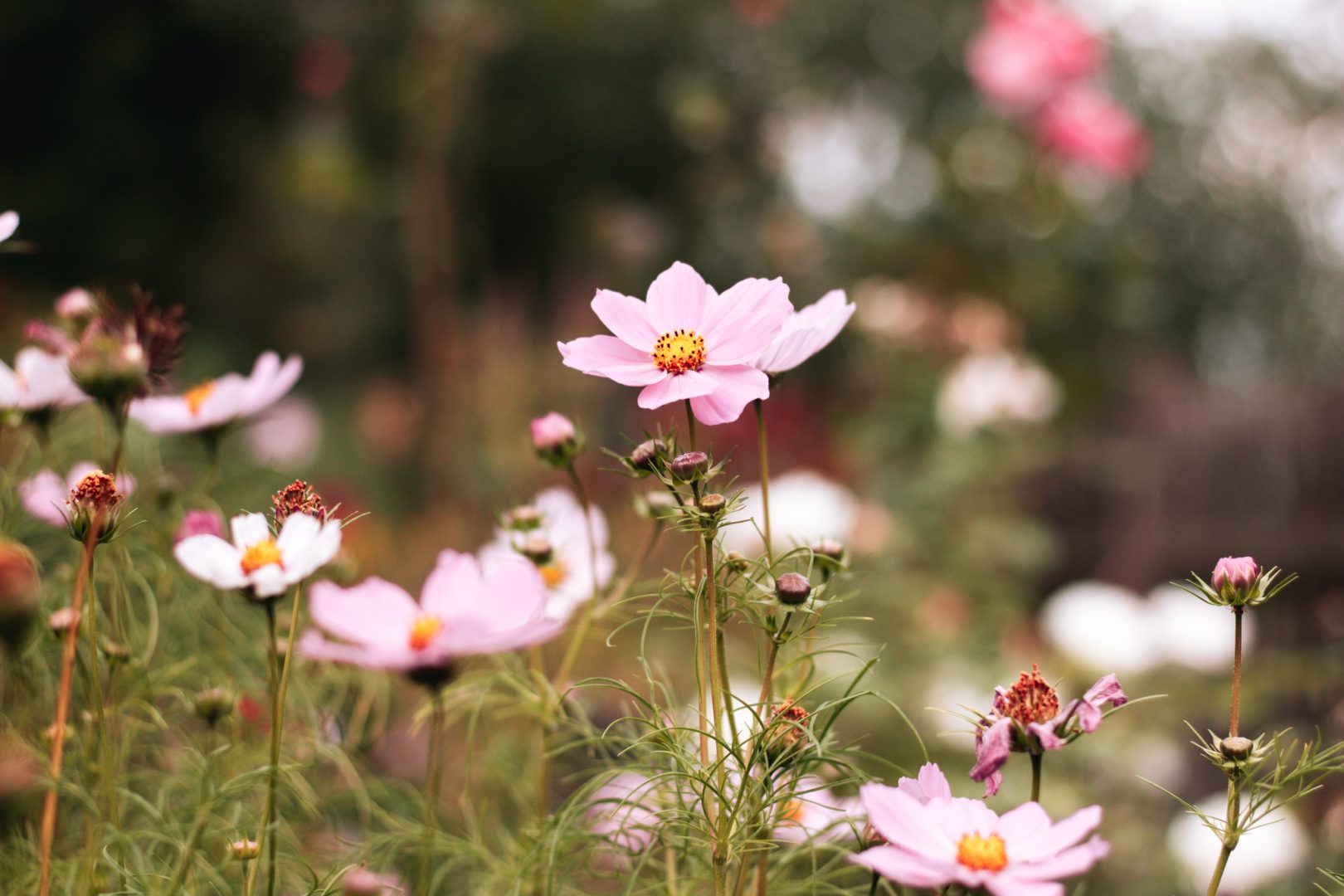 Trockenblumen selber machen - Diese Pflanzen eignen sich ⋆ Mamahoch2